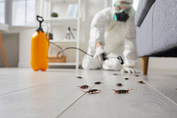 Commercial Rodent Management in Buckhorn
